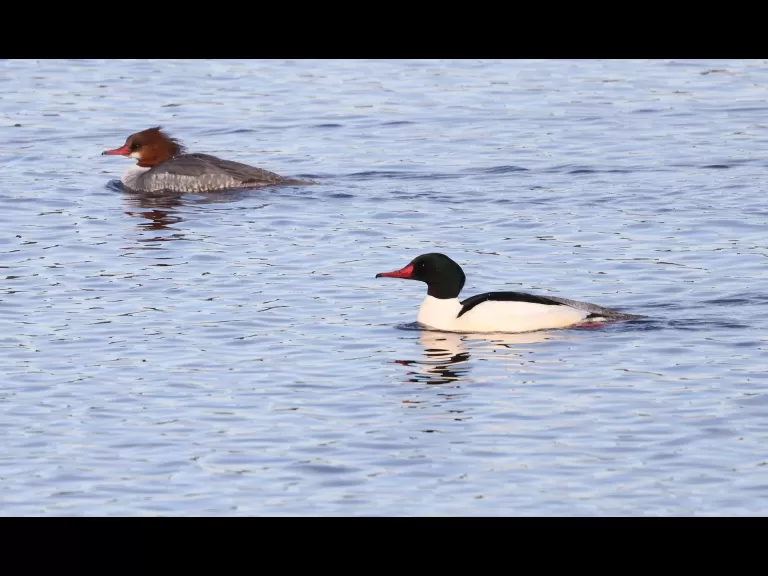 A common merganser at the Sudbury Reservoir in Southborough, photographed by Steve Forman.
