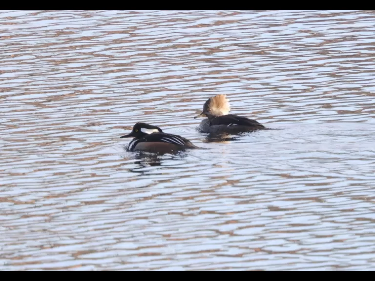 A common merganser at the Sudbury Reservoir in Southborough, photographed by Steve Forman.