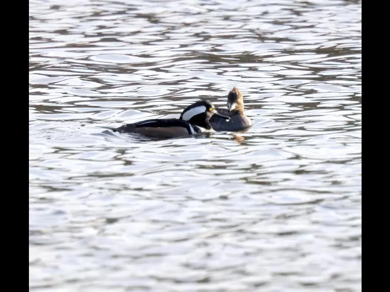 Canada geese at Hager Pond in Marlborough, photographed by Steve Forman.