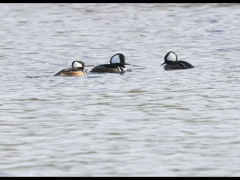 Canada geese at Hager Pond in Marlborough, photographed by Steve Forman.