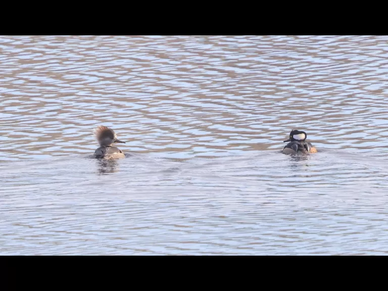 A common merganser at the Sudbury Reservoir in Southborough, photographed by Steve Forman.