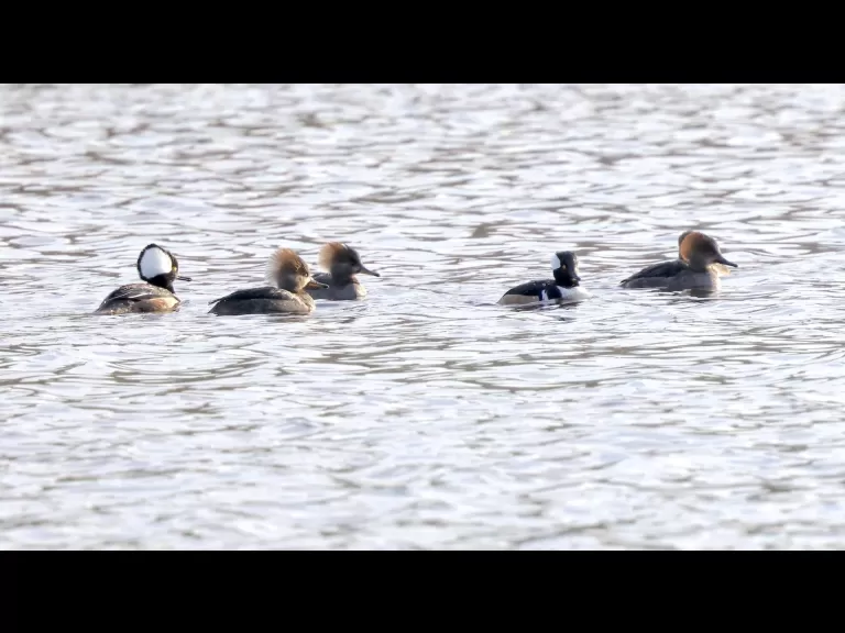 Canada geese at Hager Pond in Marlborough, photographed by Steve Forman.