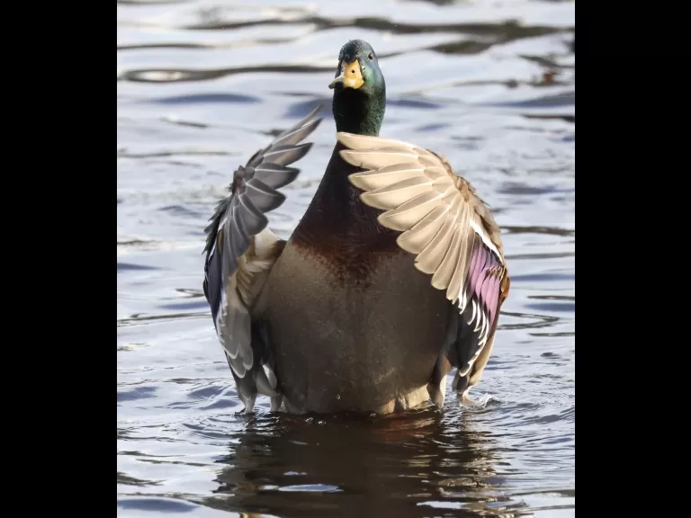 Canada geese at Hager Pond in Marlborough, photographed by Steve Forman.