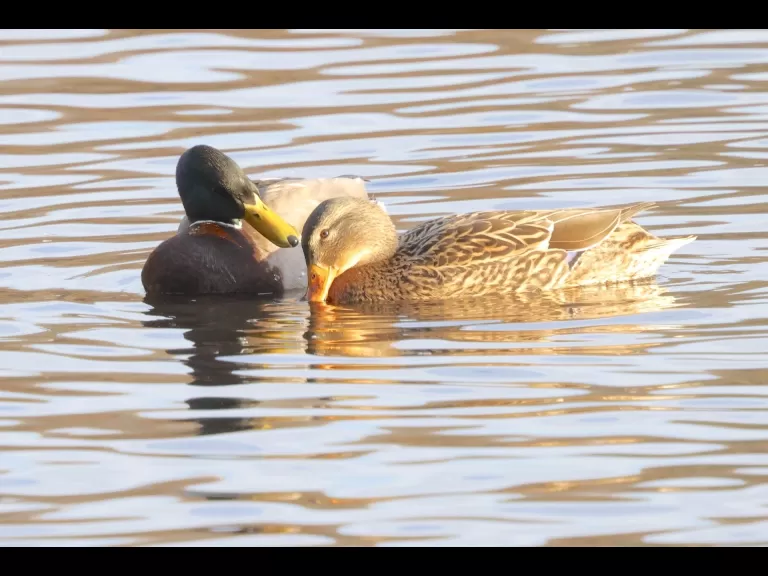 Canada geese at Hager Pond in Marlborough, photographed by Steve Forman.