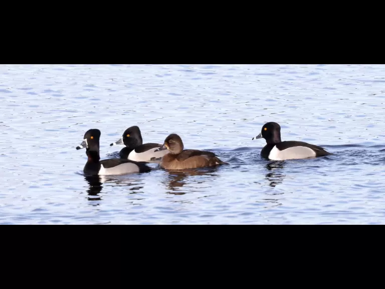 A common merganser at the Sudbury Reservoir in Southborough, photographed by Steve Forman.