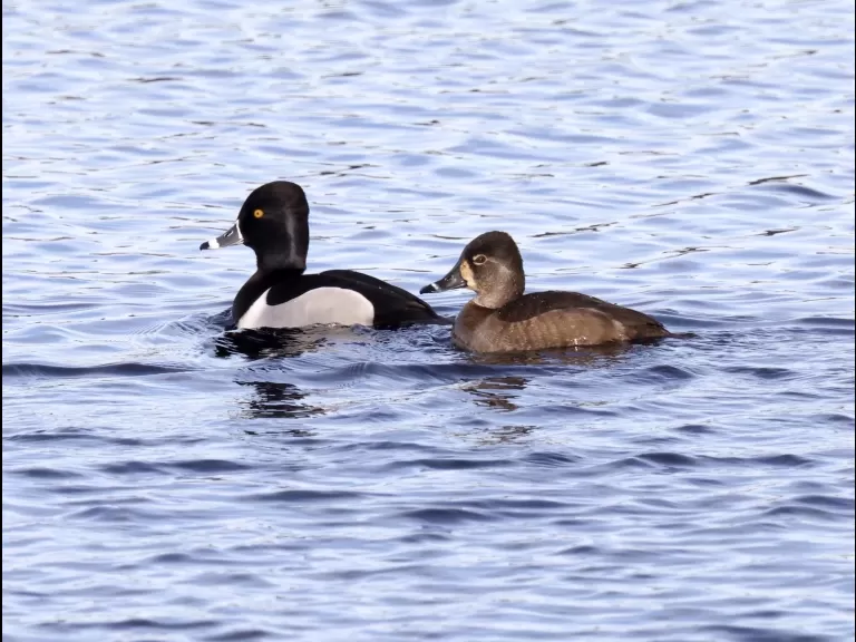 A common merganser at the Sudbury Reservoir in Southborough, photographed by Steve Forman.