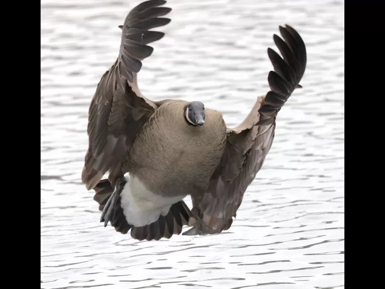 A Canada goose at Hager Pond in Marlborough, photographed by Steve Forman.