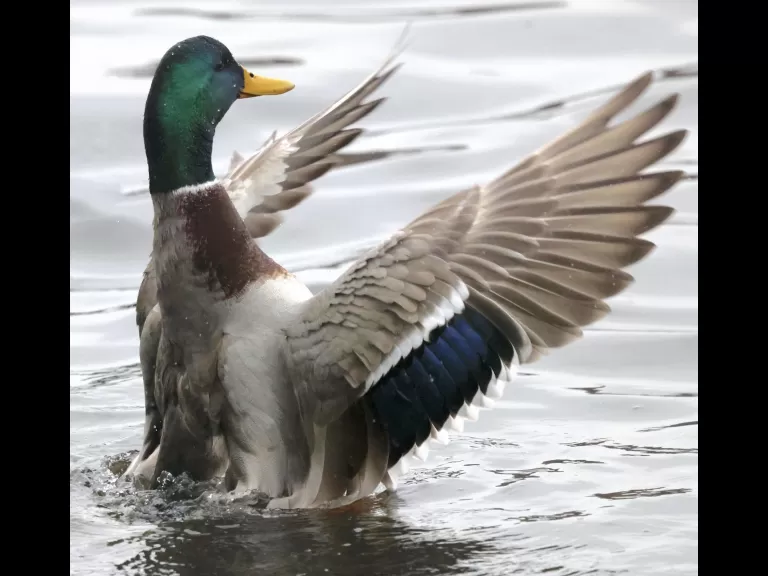 A Canada goose at Hager Pond in Marlborough, photographed by Steve Forman.