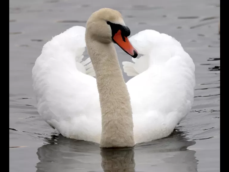 A Canada goose at Hager Pond in Marlborough, photographed by Steve Forman.
