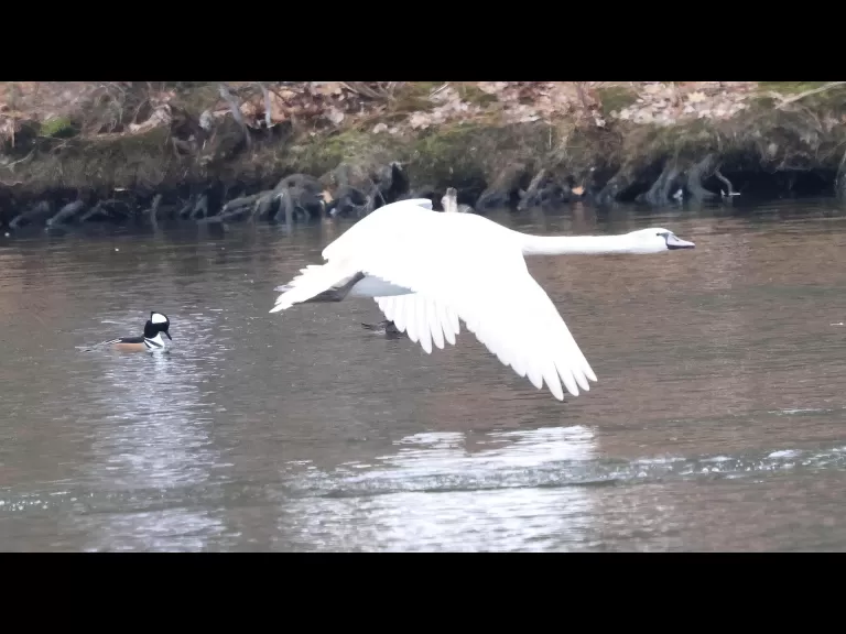 A Canada goose at Hager Pond in Marlborough, photographed by Steve Forman.