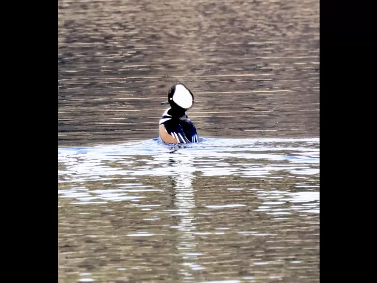 Hooded mergansers on the Sudbury Reservoir in Southborough, photographed by Steve Forman.