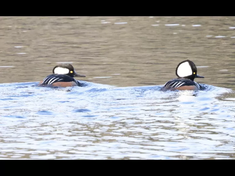 Hooded mergansers on the Sudbury Reservoir in Southborough, photographed by Steve Forman.