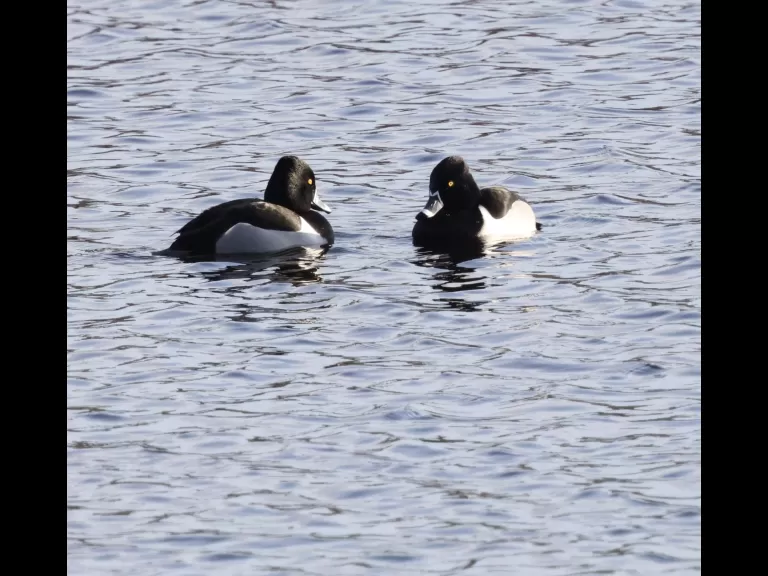 Hooded mergansers on the Sudbury Reservoir in Southborough, photographed by Steve Forman.