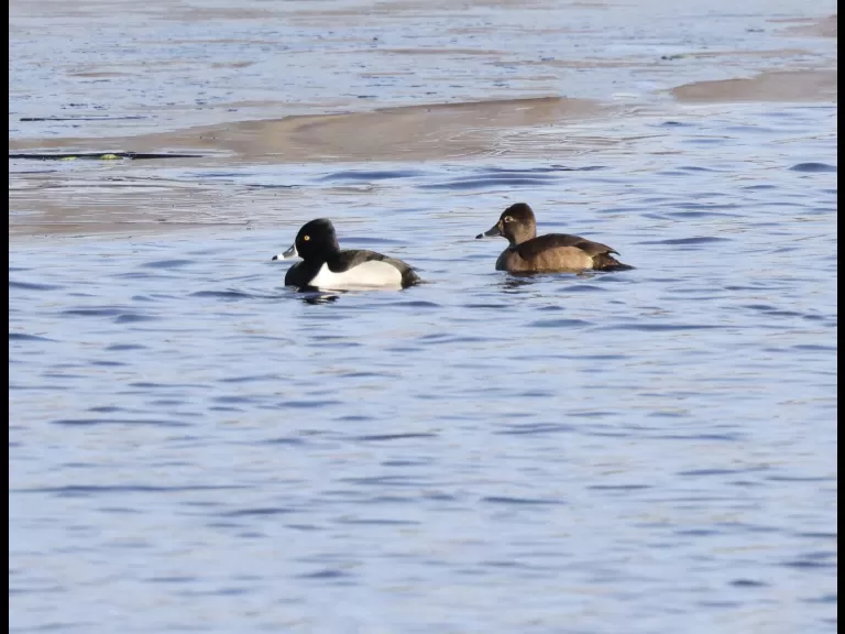 Hooded mergansers on the Sudbury Reservoir in Southborough, photographed by Steve Forman.