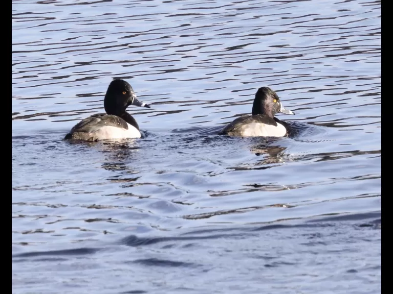 Hooded mergansers on the Sudbury Reservoir in Southborough, photographed by Steve Forman.