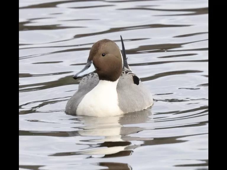 A northern pintail at Hager Pond in Marlborough, photographed by Steve Forman.