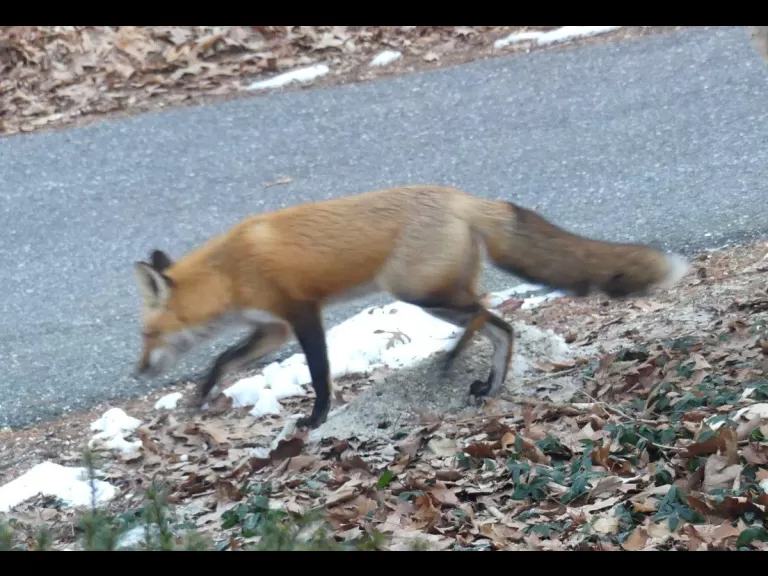 A red fox in Lincoln, photographed by Harold McAleer.