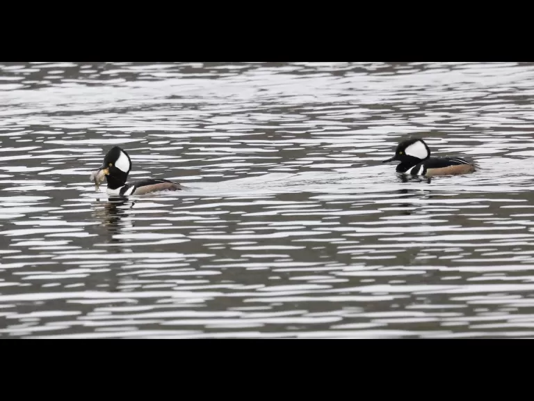 Hooded mergansers at Hager Pond in Marlborough, photographed by Steve Forman.