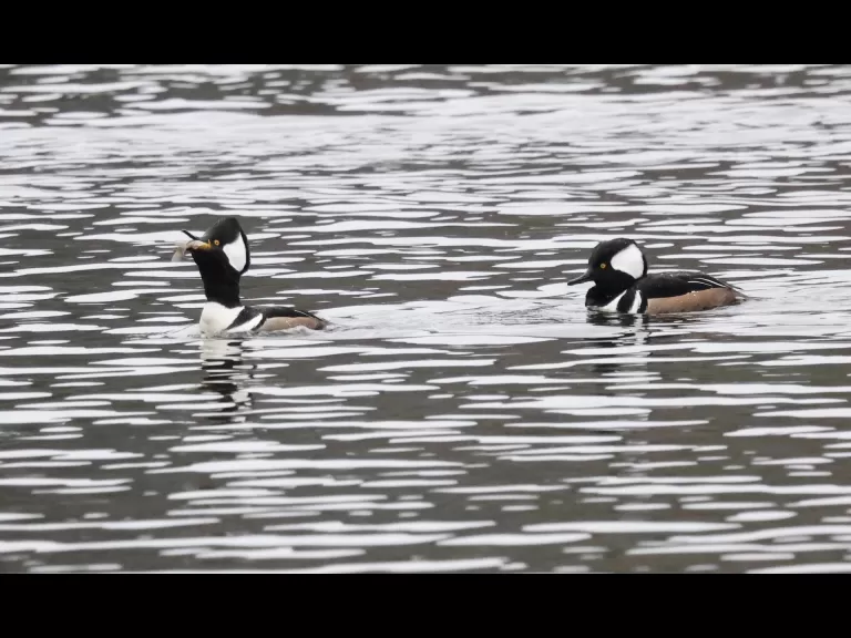 Hooded mergansers at Hager Pond in Marlborough, photographed by Steve Forman.