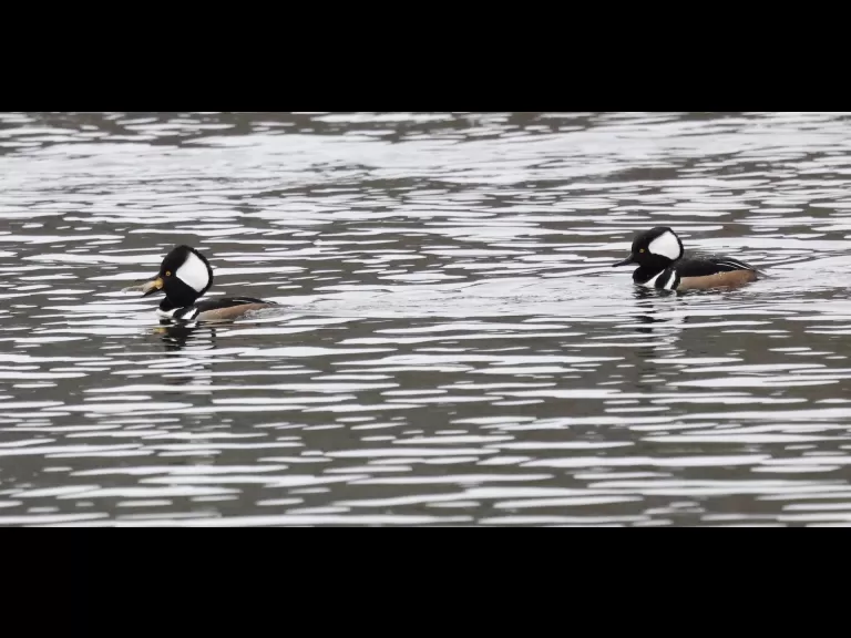 Hooded mergansers at Hager Pond in Marlborough, photographed by Steve Forman.