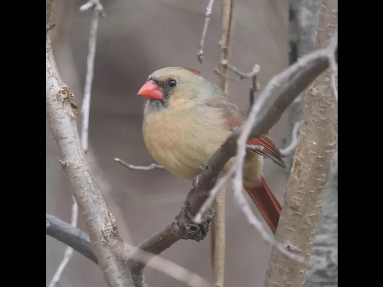 A blue jay in Framingham, photographed by Steve Forman.