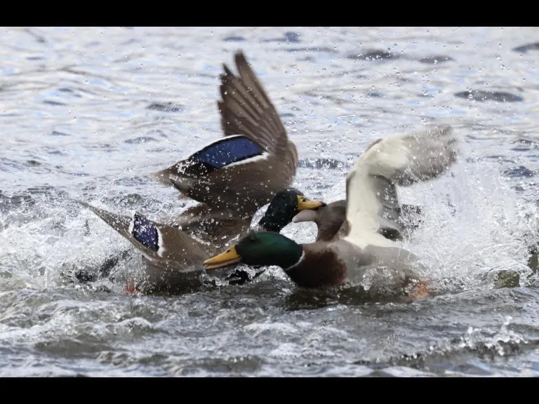 Mallards at Hager Pond in Marlborough, photographed by Steve Forman.