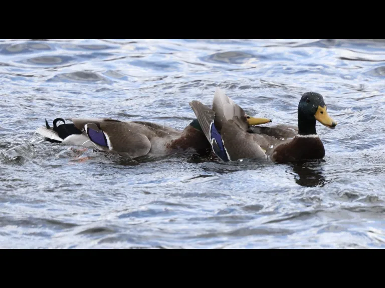 Mallards at Hager Pond in Marlborough, photographed by Steve Forman.