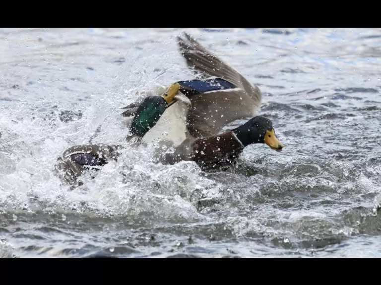 Mallards at Hager Pond in Marlborough, photographed by Steve Forman.