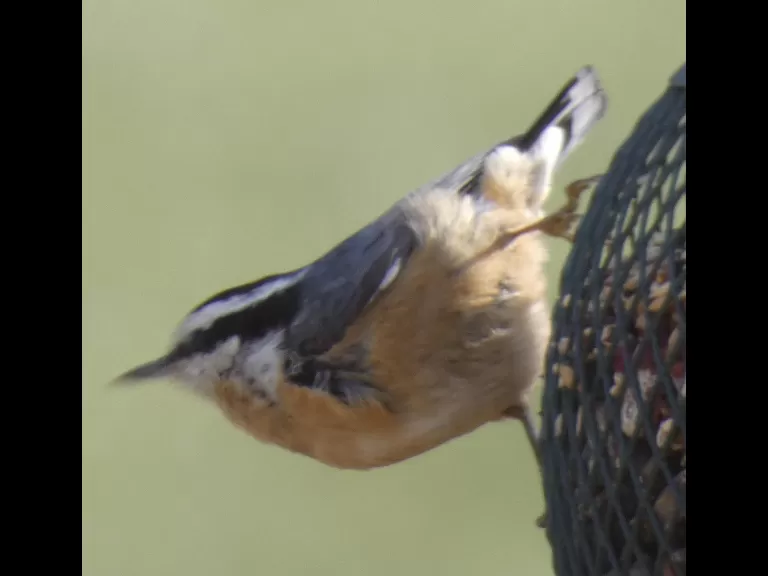 A downy woodpecker in Sudbury, photographed by Sharon Tentarelli.