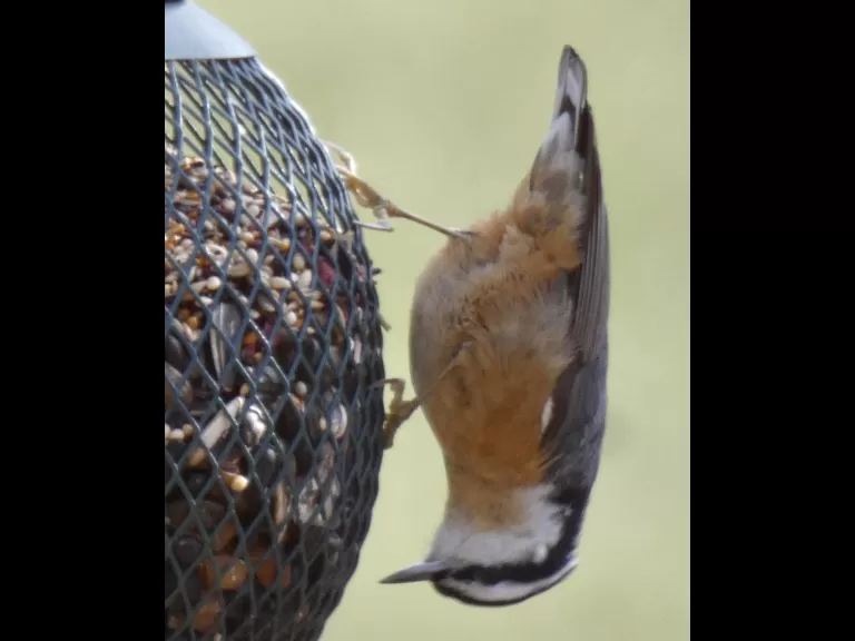 A downy woodpecker in Sudbury, photographed by Sharon Tentarelli.