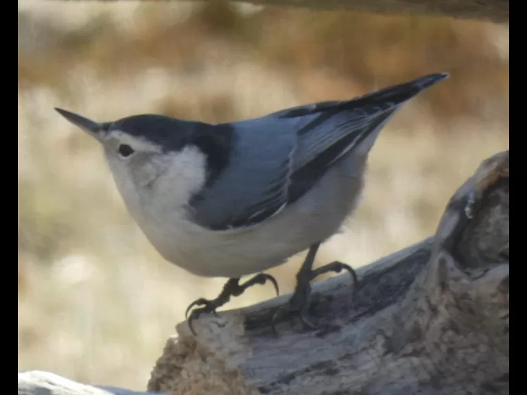 A downy woodpecker in Sudbury, photographed by Sharon Tentarelli.