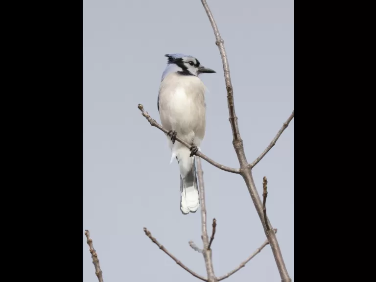 A blue jay at Breakneck Hill Conservation Land in Southborough, photographed by Steve Forman.