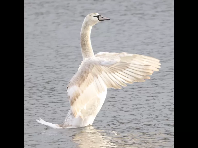A mute swan at Hager Pond in Marlborough, photographed by Steve Forman.