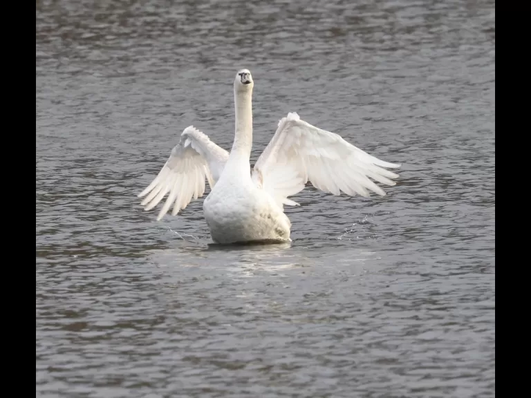 A mute swan at Hager Pond in Marlborough, photographed by Steve Forman.