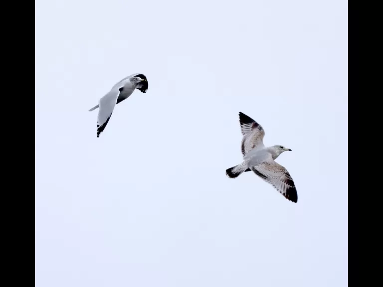 A mute swan at Hager Pond in Marlborough, photographed by Steve Forman.
