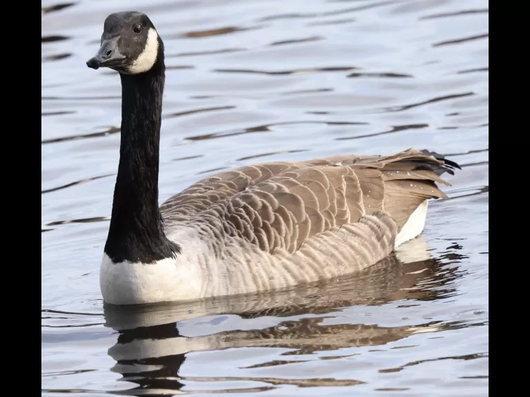 Canada geese at Hager Pond in Marlborough, photographed by Steve Forman.