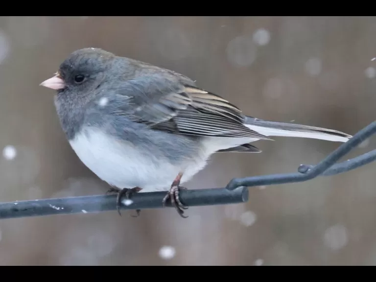 A dark-eyed junco in Framingham, photographed by Steve Forman.