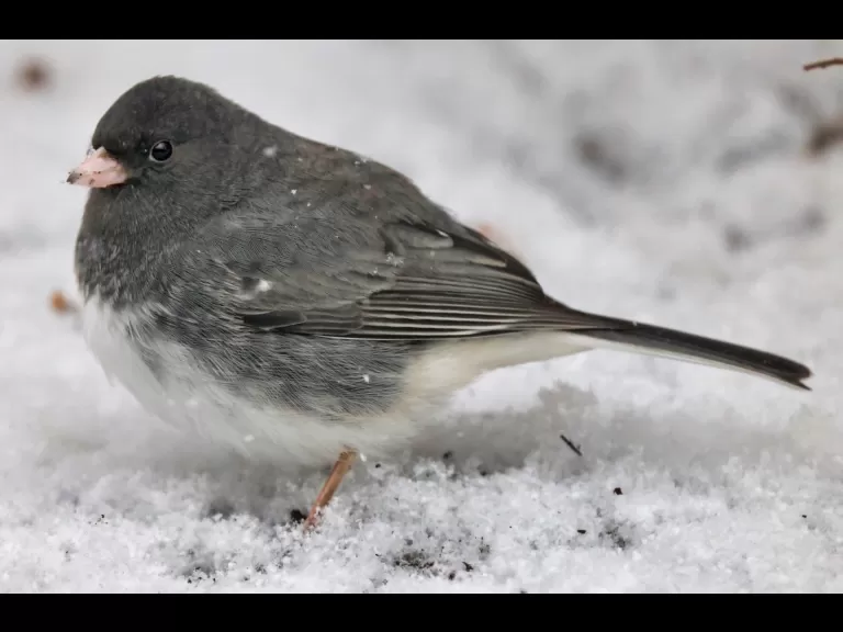 A dark-eyed junco in Framingham, photographed by Steve Forman.