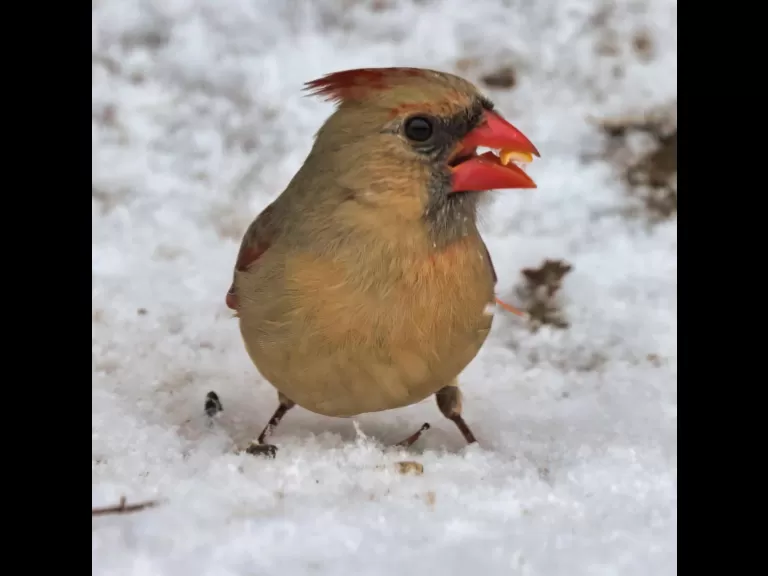 A dark-eyed junco in Framingham, photographed by Steve Forman.