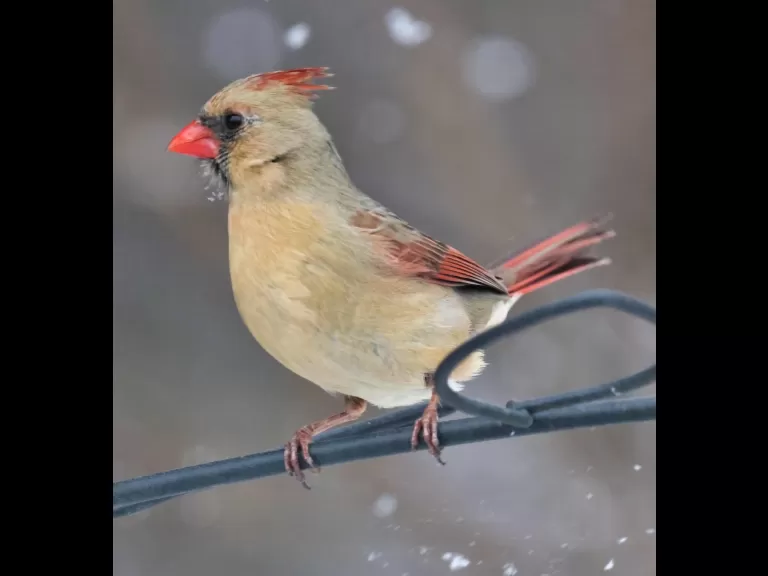 A dark-eyed junco in Framingham, photographed by Steve Forman.