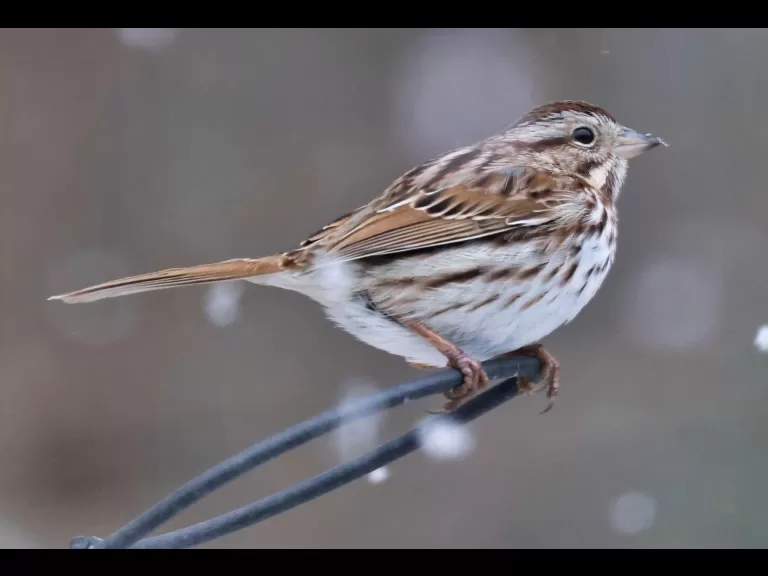A dark-eyed junco in Framingham, photographed by Steve Forman.