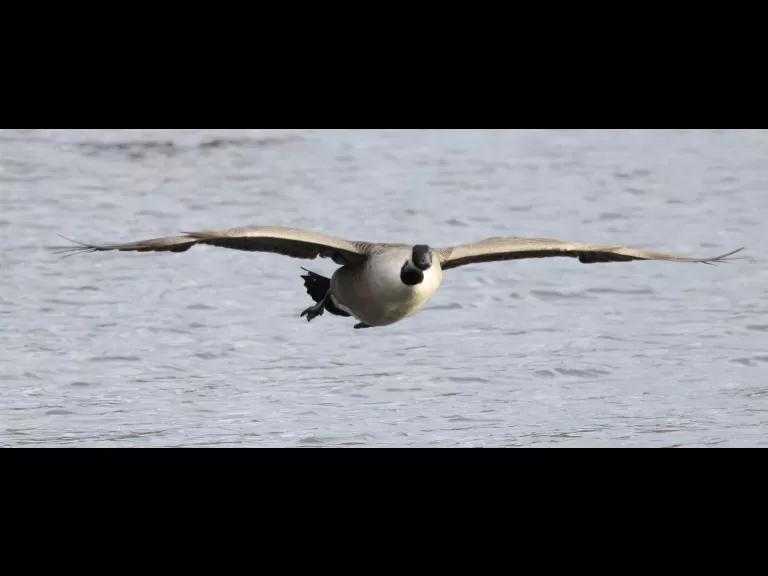 Canada geese at Hager Pond in Marlborough, photographed by Steve Forman.