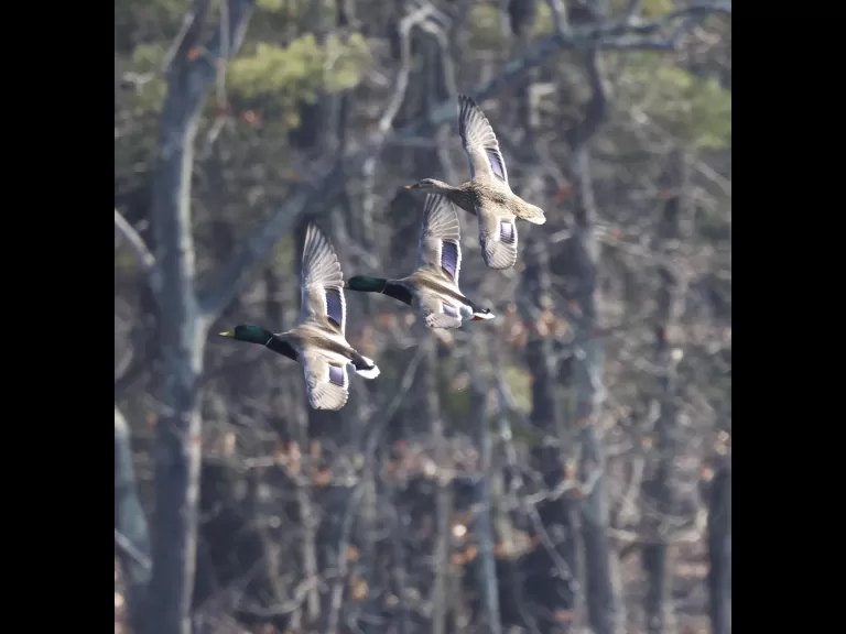 Canada geese at Hager Pond in Marlborough, photographed by Steve Forman.