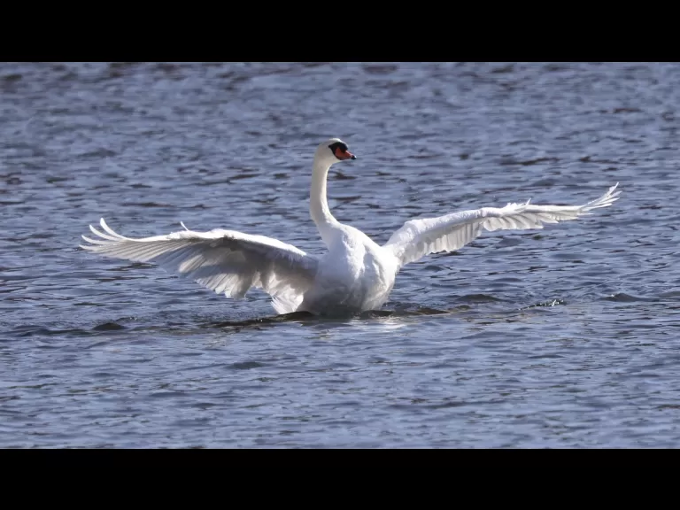 Canada geese at Hager Pond in Marlborough, photographed by Steve Forman.