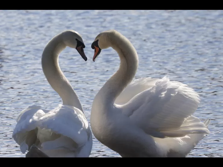 Canada geese at Hager Pond in Marlborough, photographed by Steve Forman.