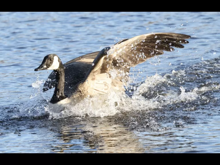 Canada geese at Hager Pond in Marlborough, photographed by Steve Forman.