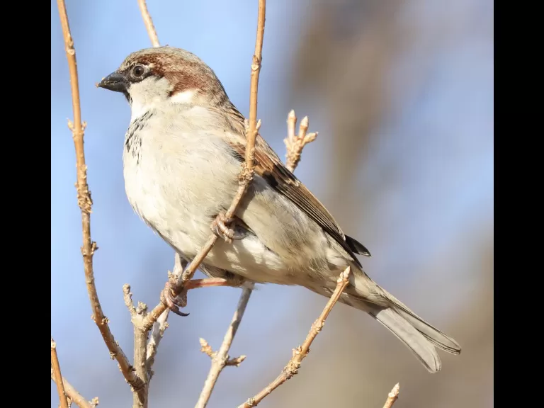 A house sparrow at Breakneck Hill Conservation Land in Southborough, photographed by Steve Forman.