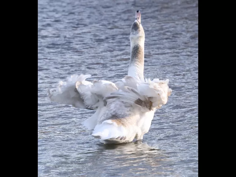 Canada geese at Hager Pond in Marlborough, photographed by Steve Forman.