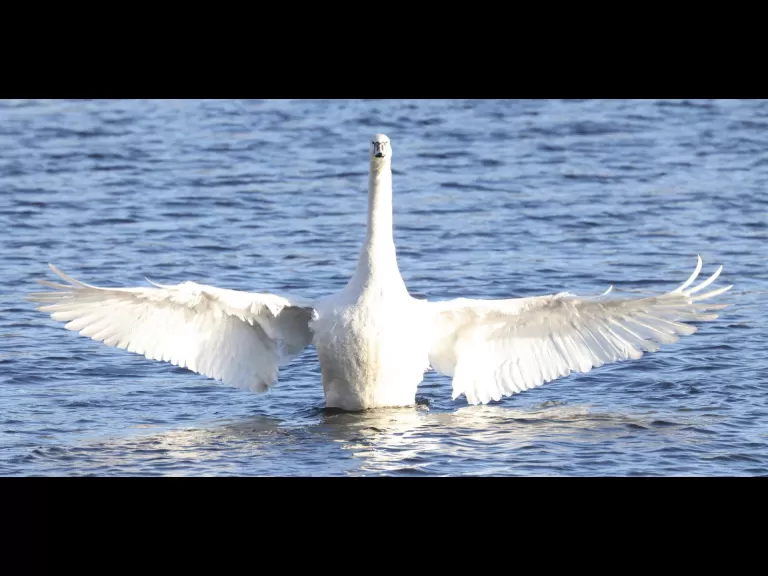 Canada geese at Hager Pond in Marlborough, photographed by Steve Forman.