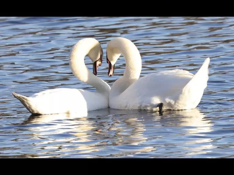 Canada geese at Hager Pond in Marlborough, photographed by Steve Forman.